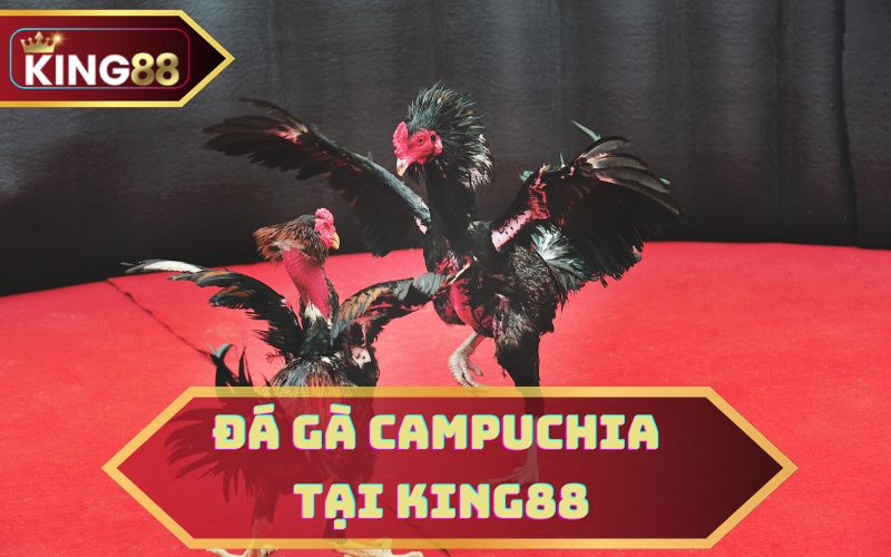 ĐÁ GÀ CAMPUCHIA KING88
